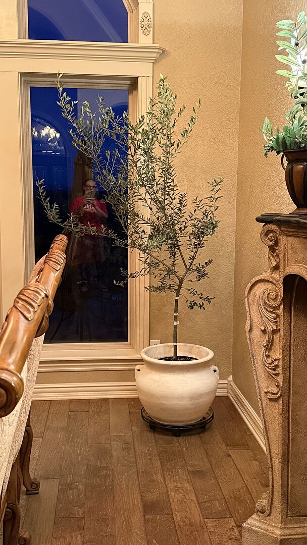 Customer review of Arbequina Olive Tree