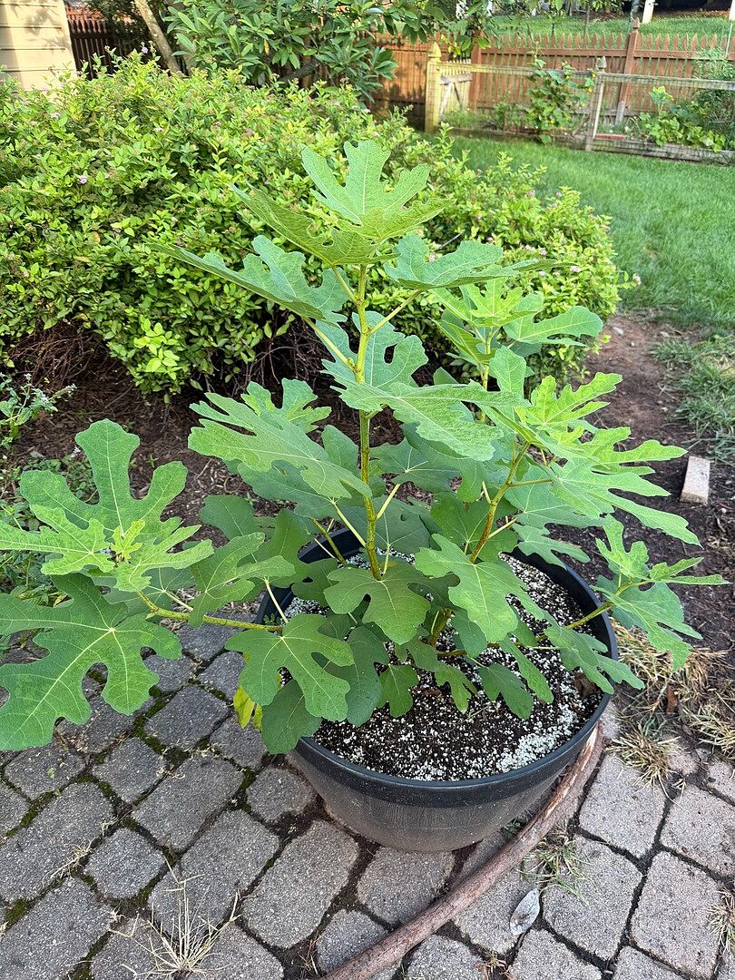 From twig to tree in 3 months!