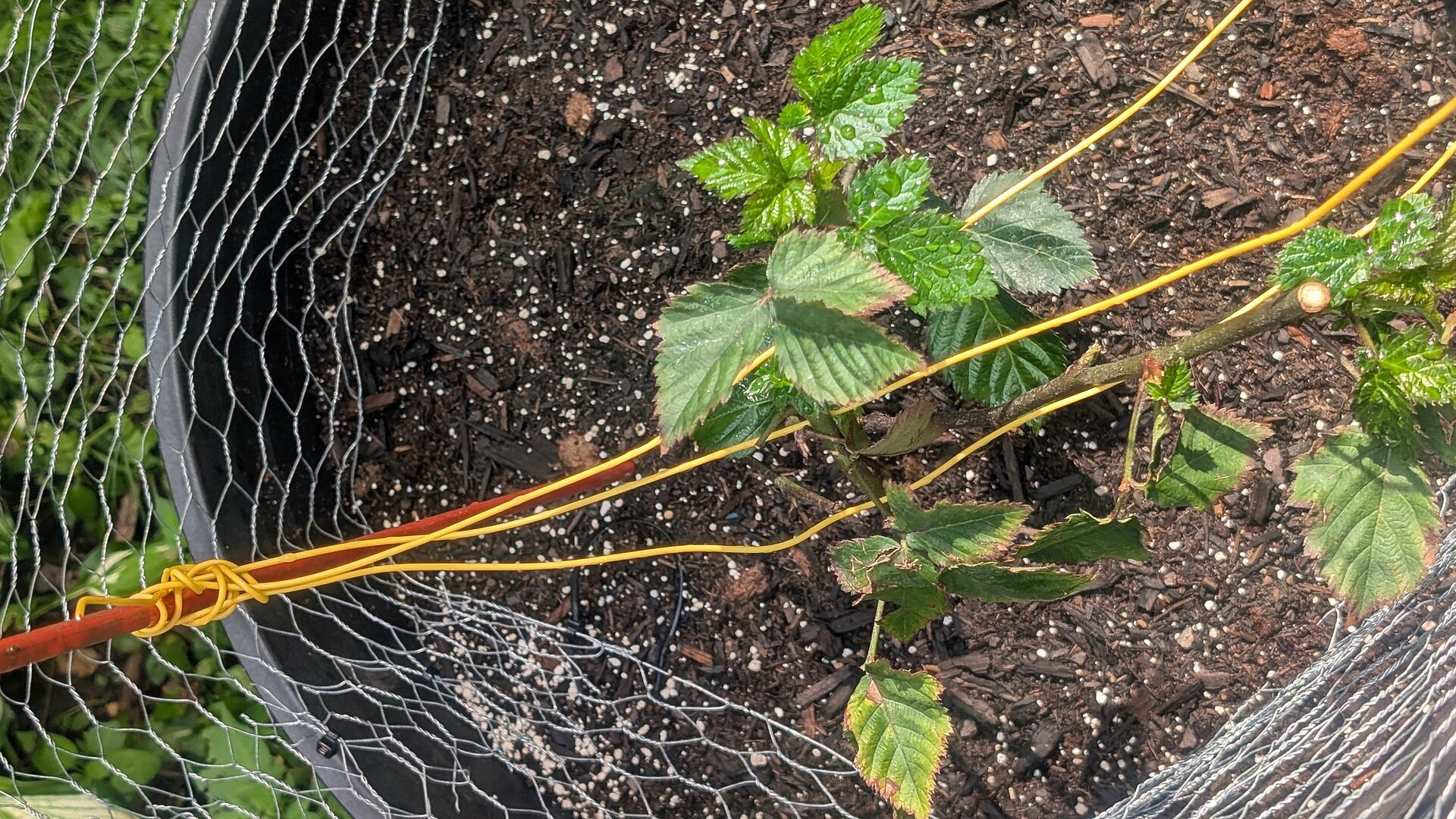 Received a healthy plant