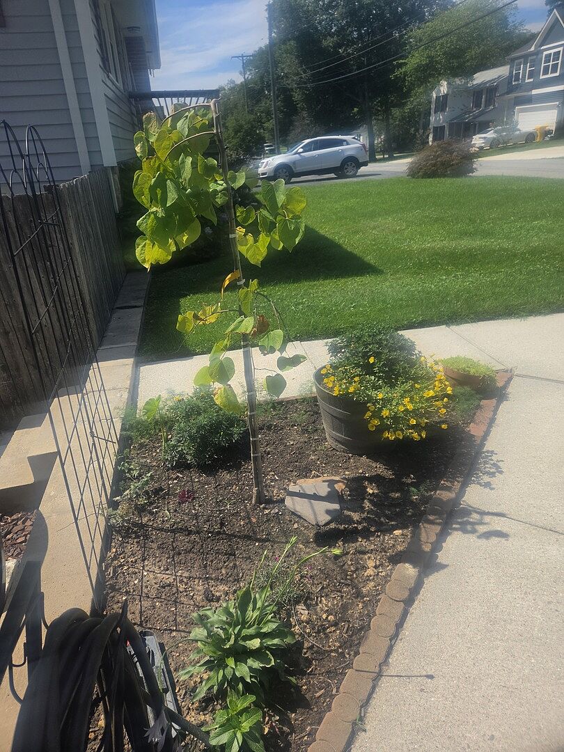Customer review of Bloomables® Golden Falls® Redbud Tree