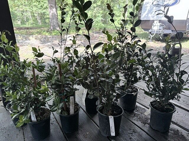Customer review of Confederate Jasmine Vine