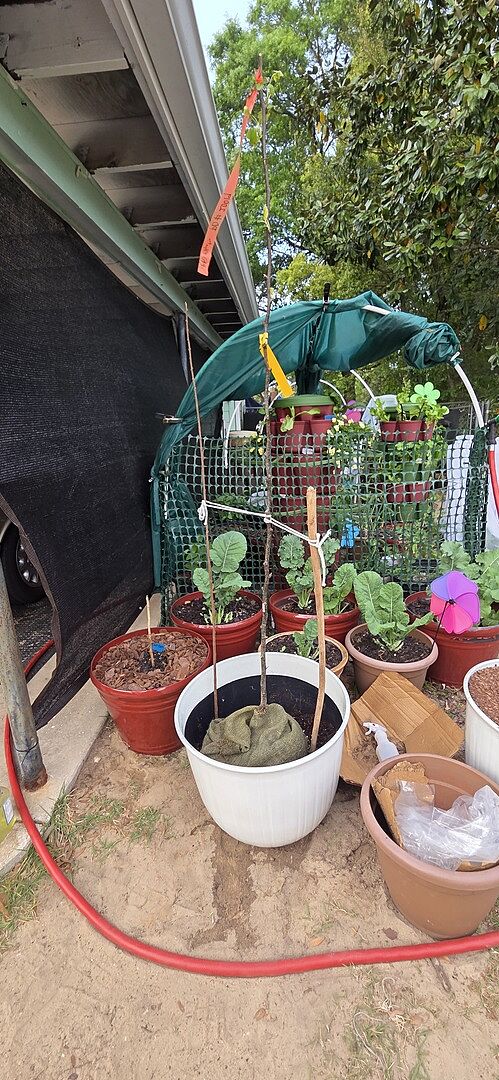 Customer review of Hosui Asian Pear Tree