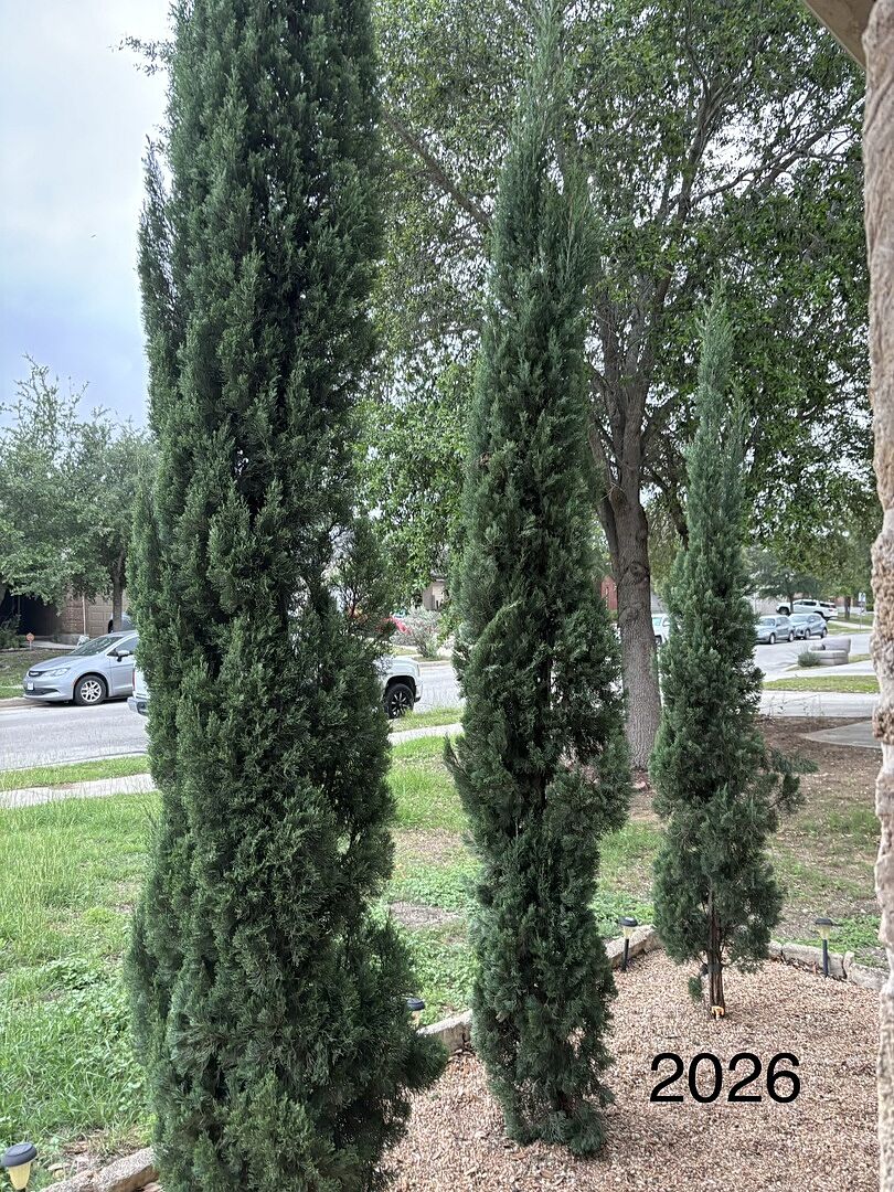 Customer review of Italian Cypress Tree