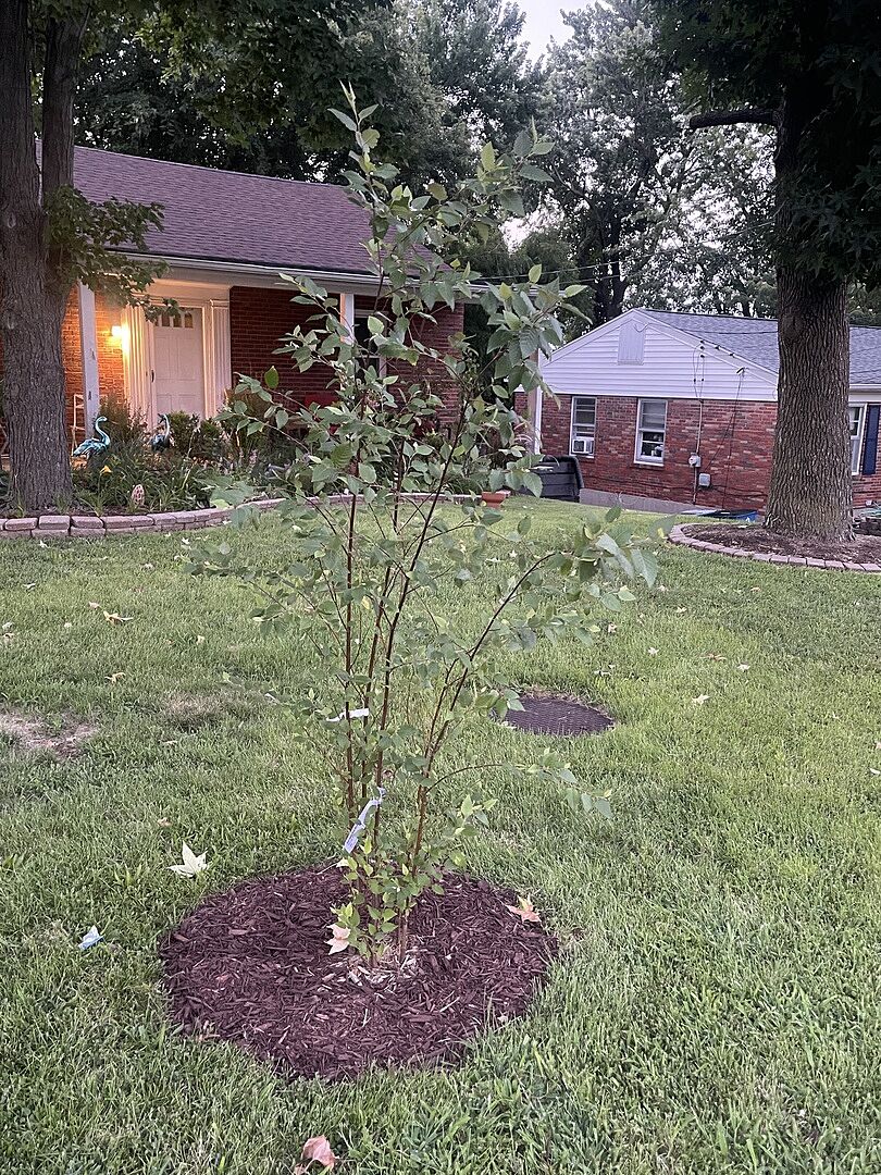 Customer review of Dura Heat® River Birch