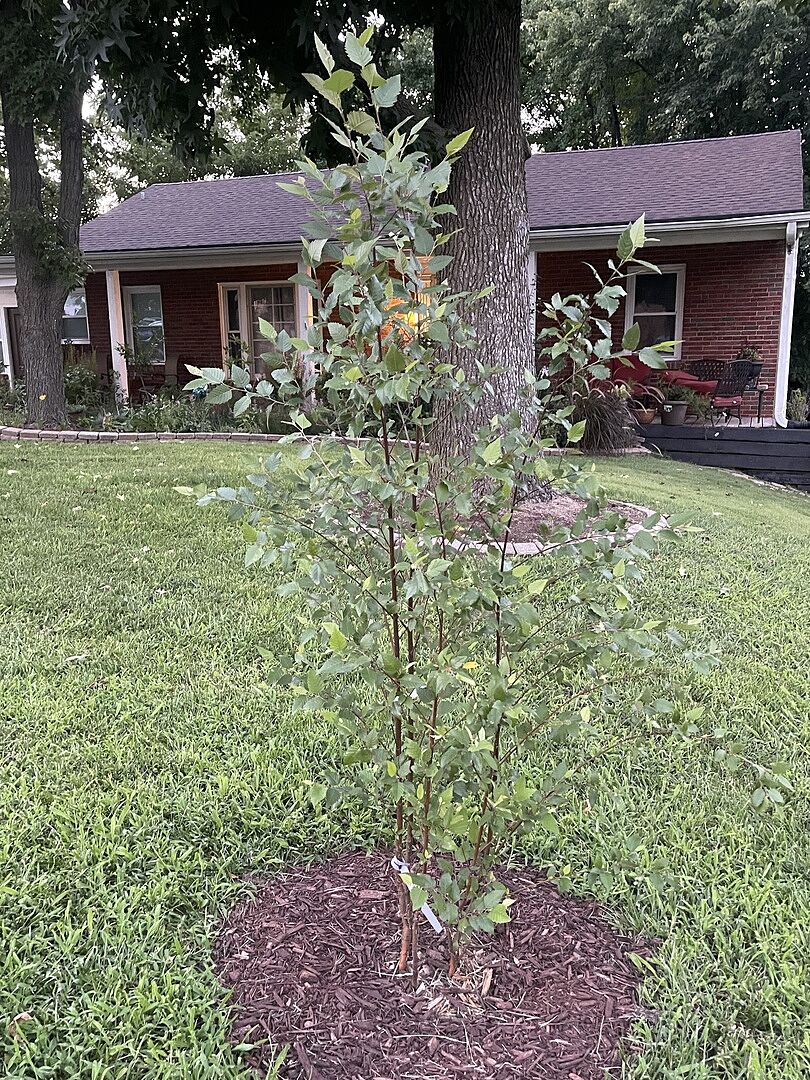 Truly beautiful tree’s