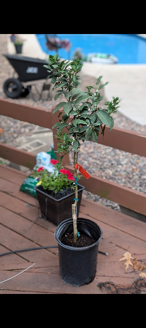 Received In Great Health and Condition