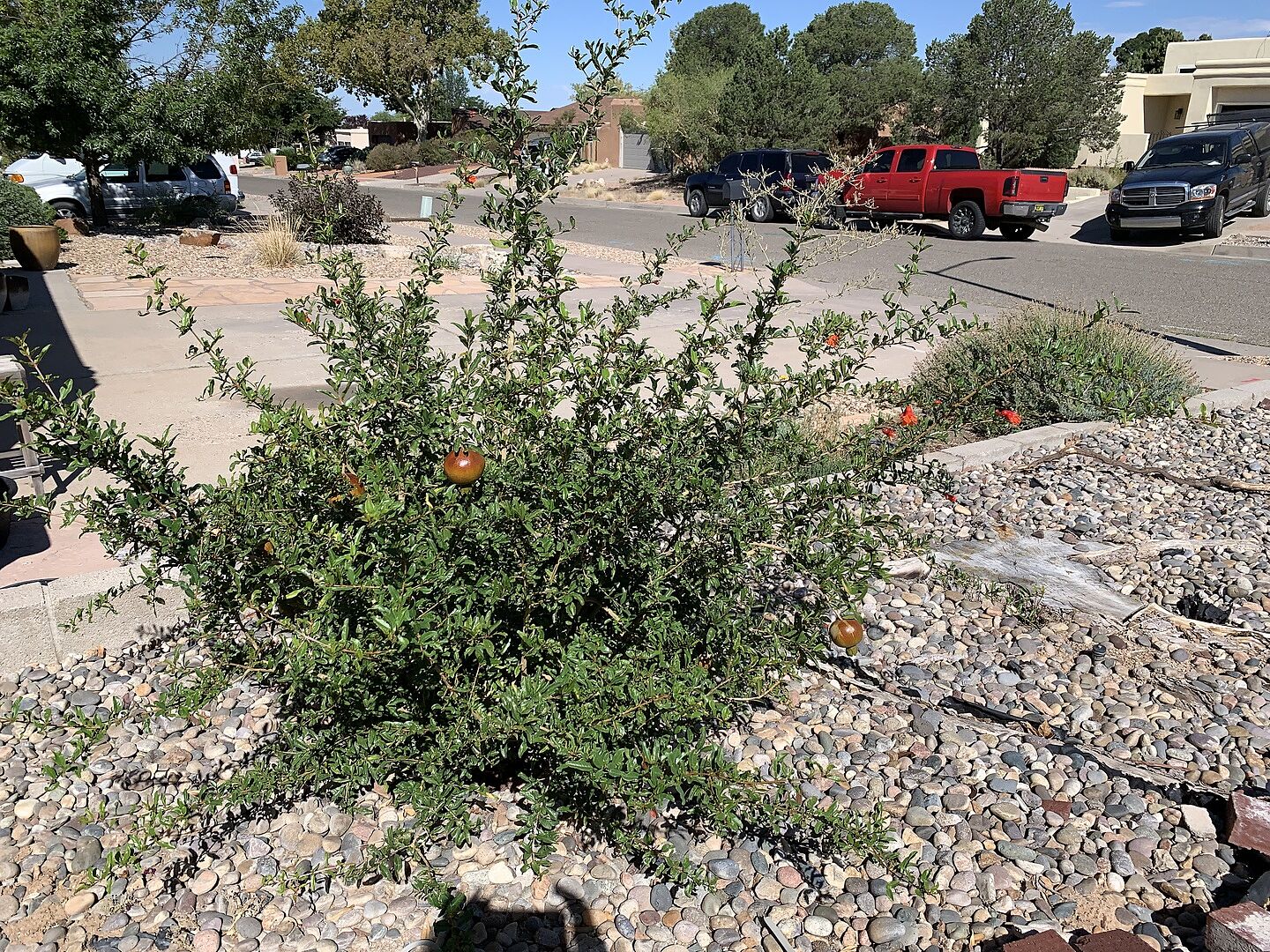 Customer review of Cold-Hardy Red Pomegranate Bush