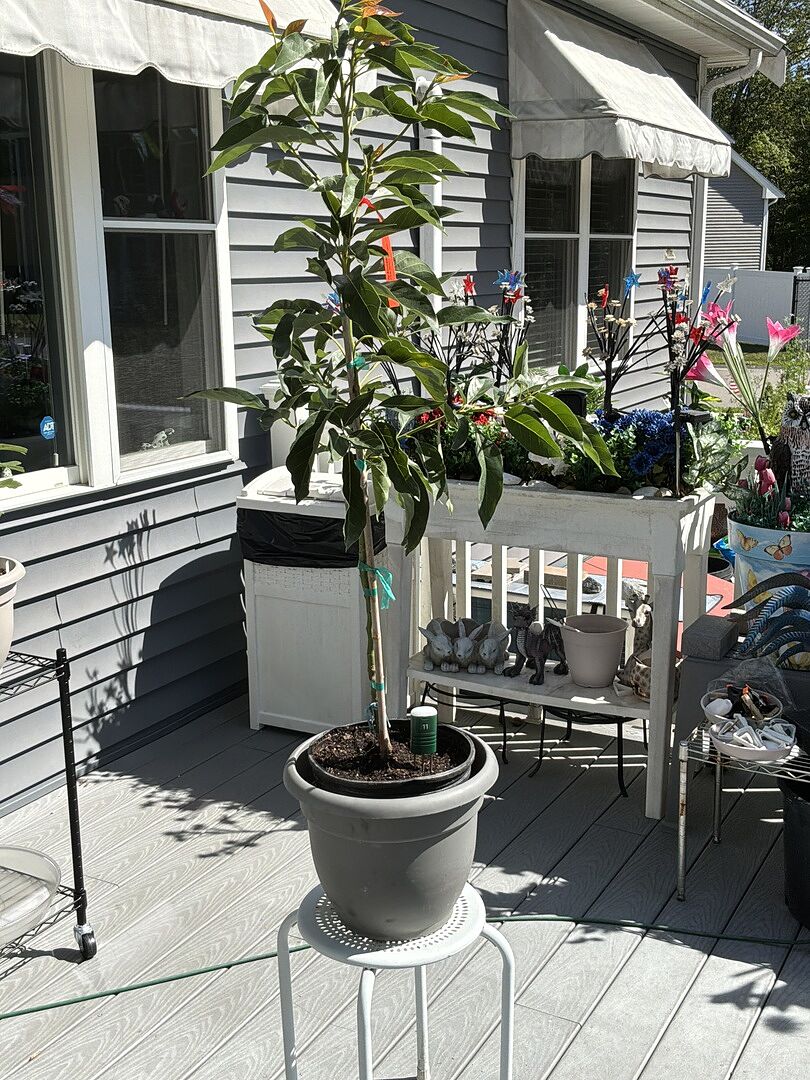 Customer review of Cold Hardy Avocado Tree