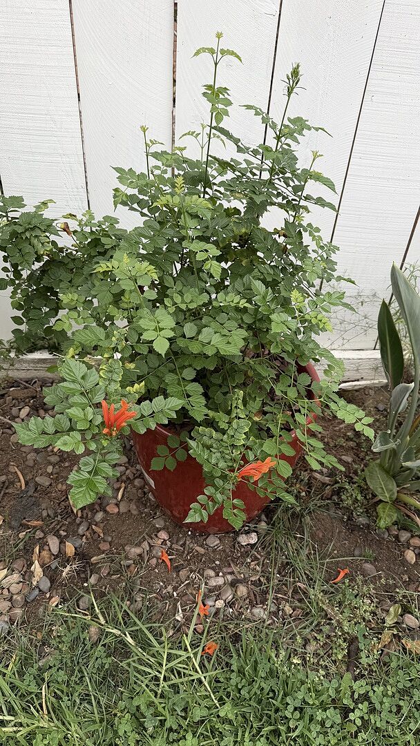 Beautiful plant