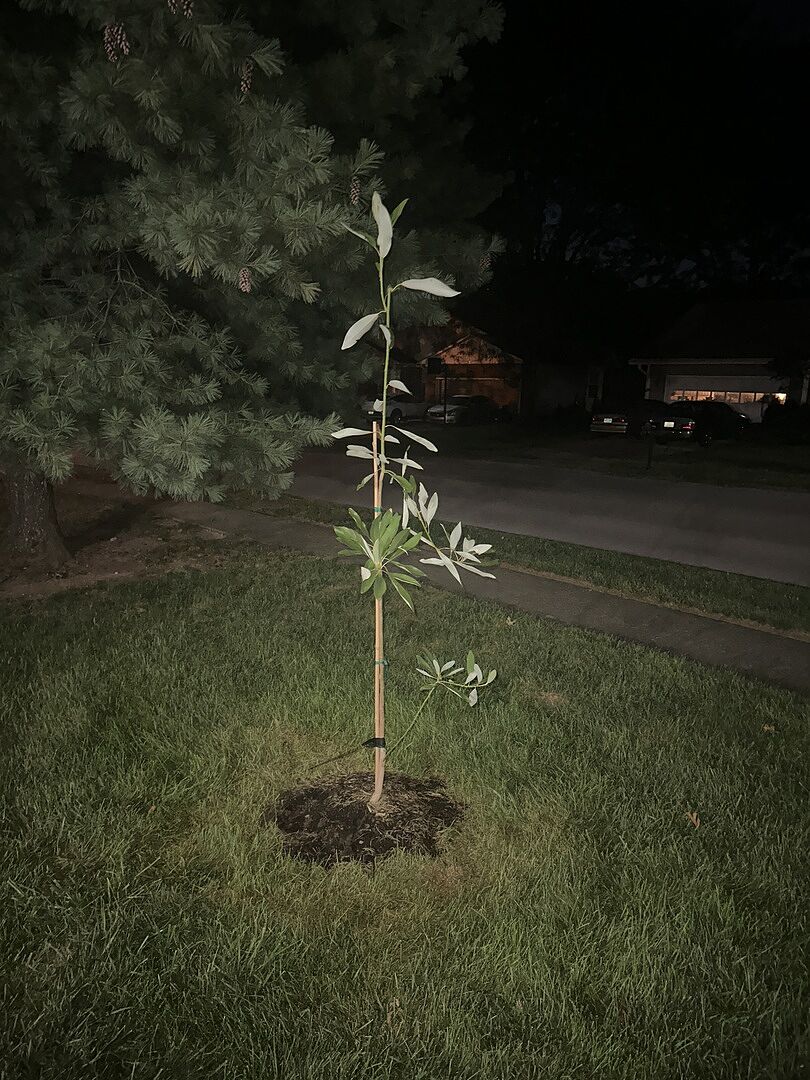 Customer review of Sweetbay Magnolia Tree