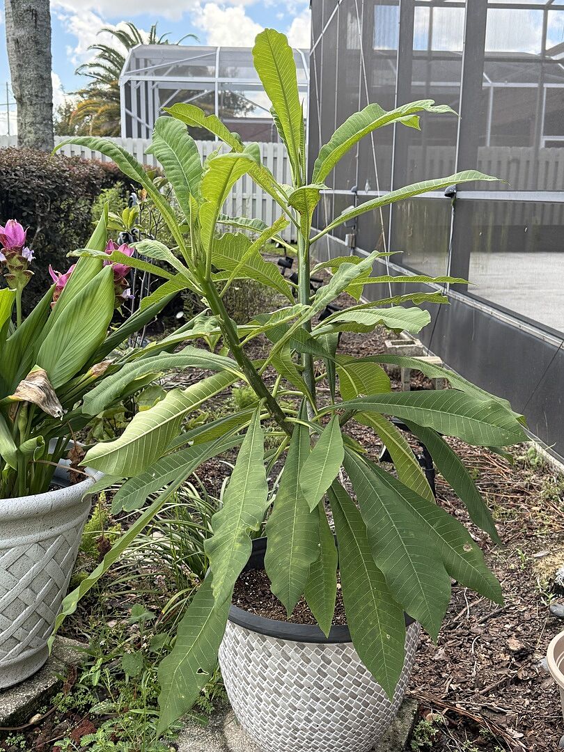 Customer review of Plumeria