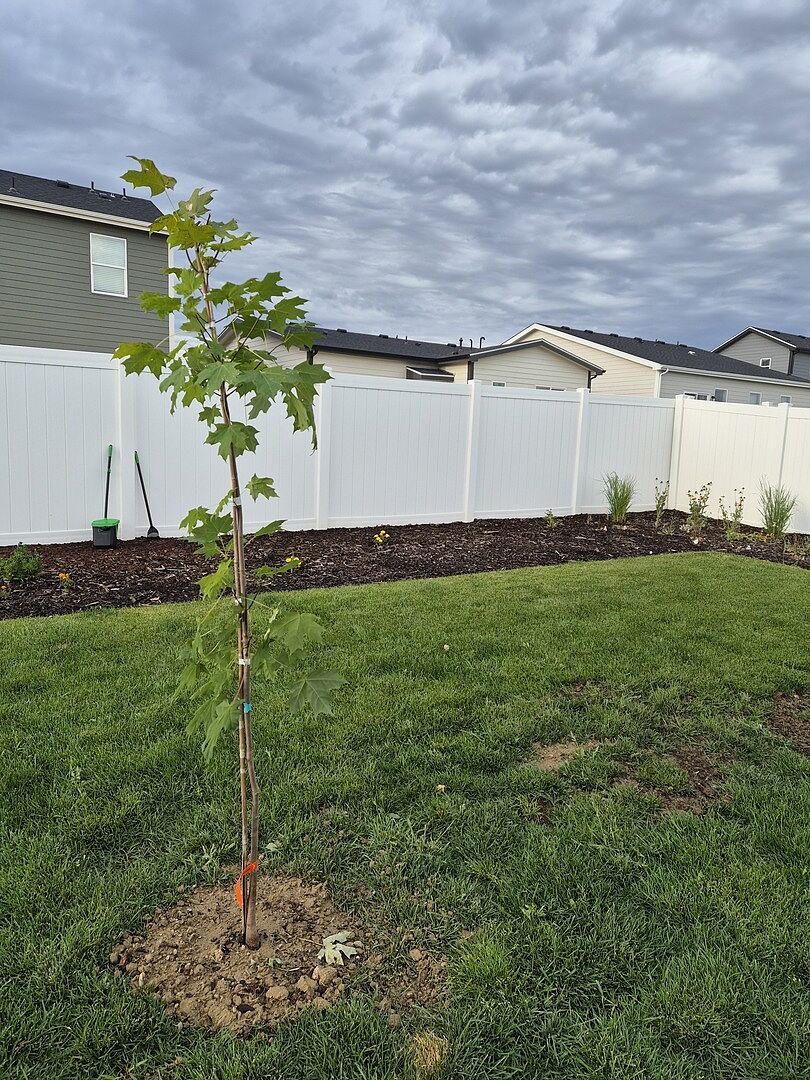 Customer review of Sugar Maple Tree