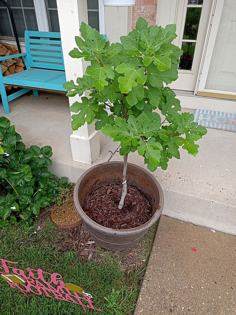 Customer review of Chicago Hardy Fig Tree