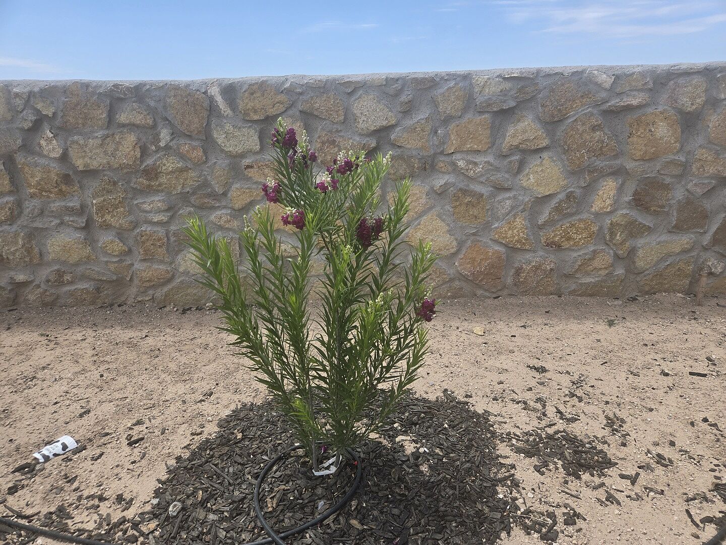 Customer review of Sweet Bubba Seedless Desert Willow