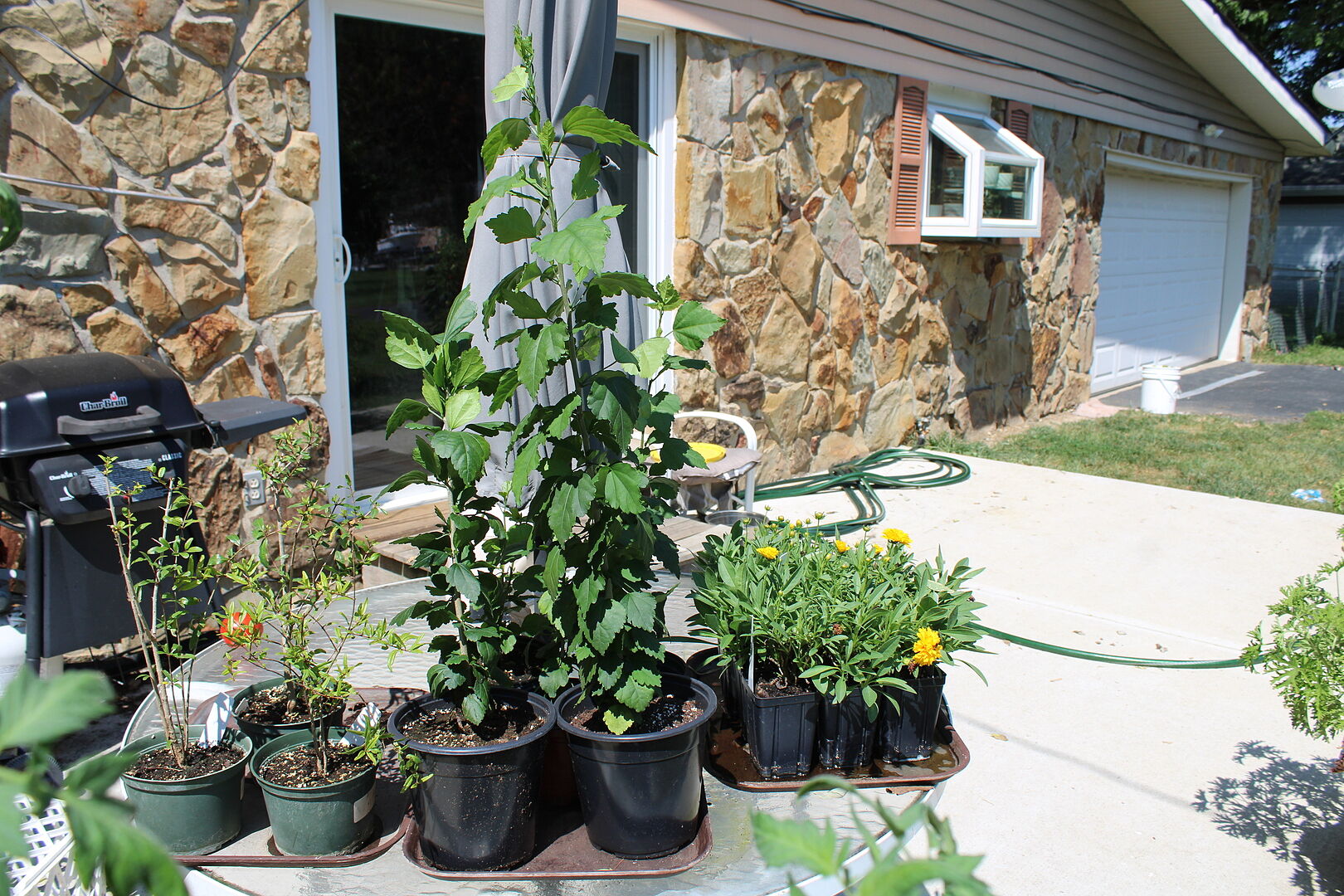 Customer review of Cold-Hardy Red Pomegranate Bush
