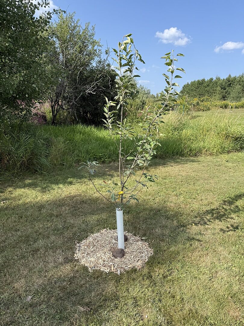 Customer review of Golden Delicious Apple Tree