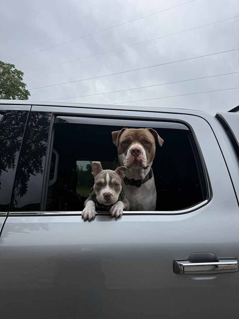 Todd W.'s two bully dogs looking out of a silver truck window