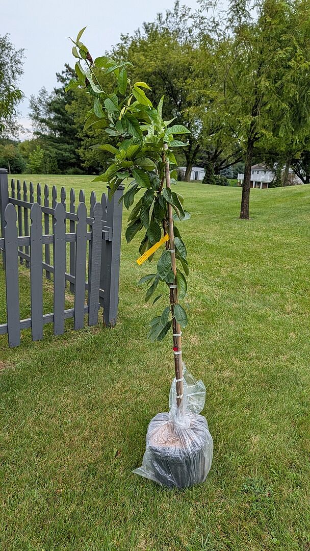 Customer review of Rainier Cherry Tree