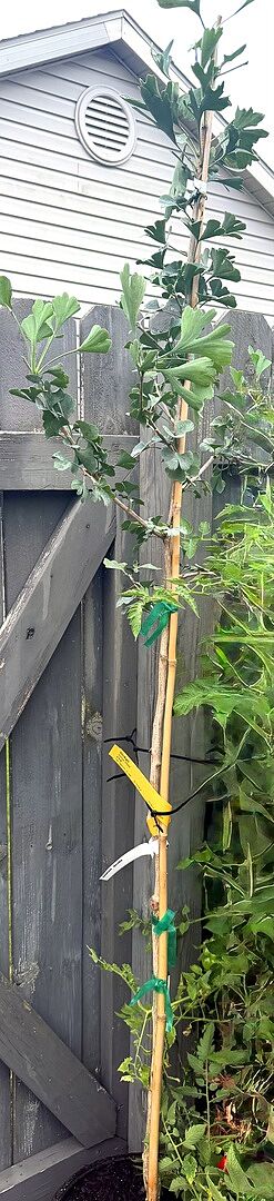Customer review of Ginkgo Tree