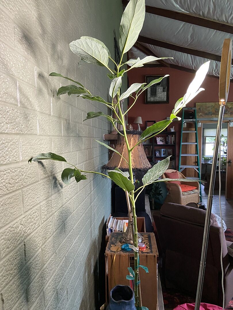 Customer review of Hass Avocado Tree
