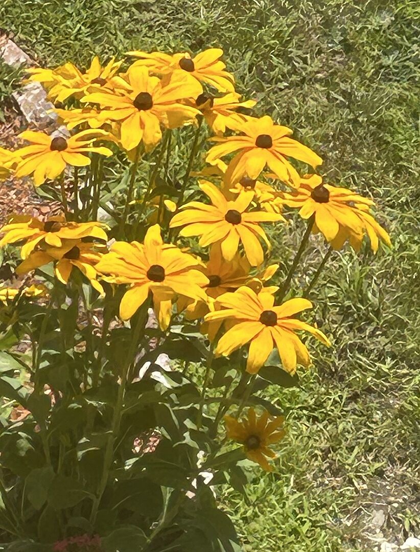 Customer review of Goldsturm Black-Eyed Susan