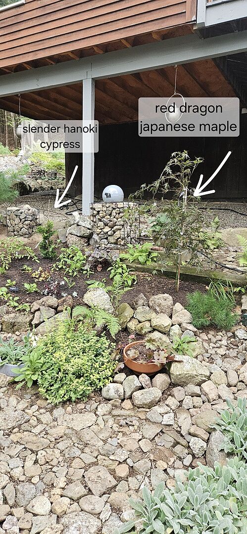 Customer review of Red Dragon Japanese Maple Tree
