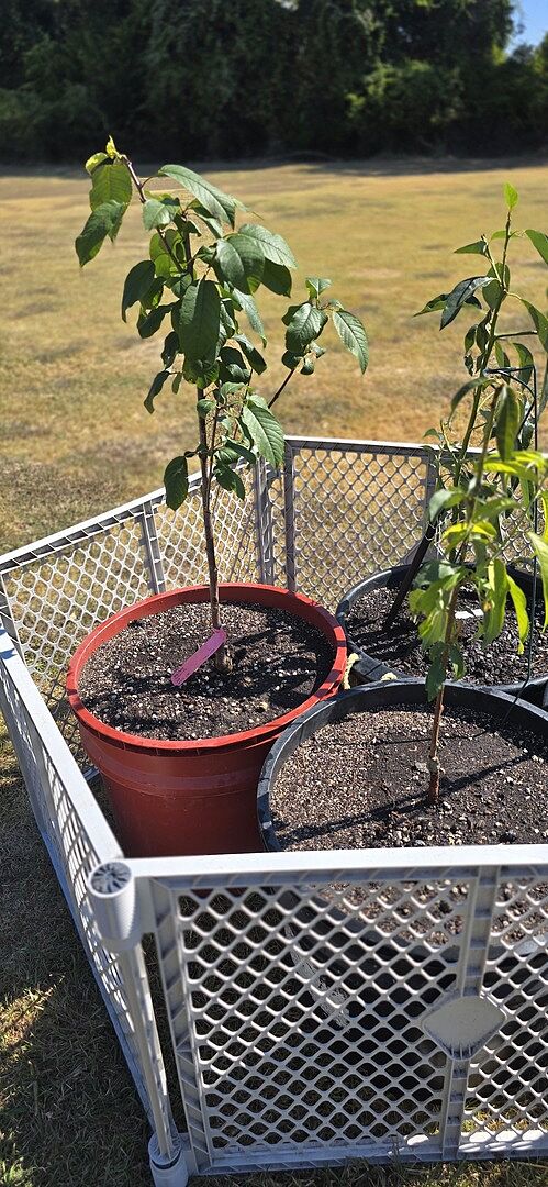 Customer review of Bing Cherry Tree
