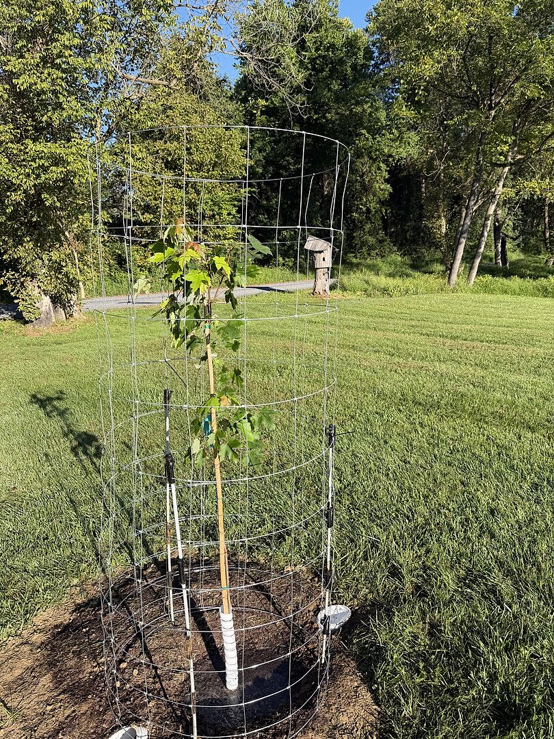 Customer review of Shumard Oak Tree