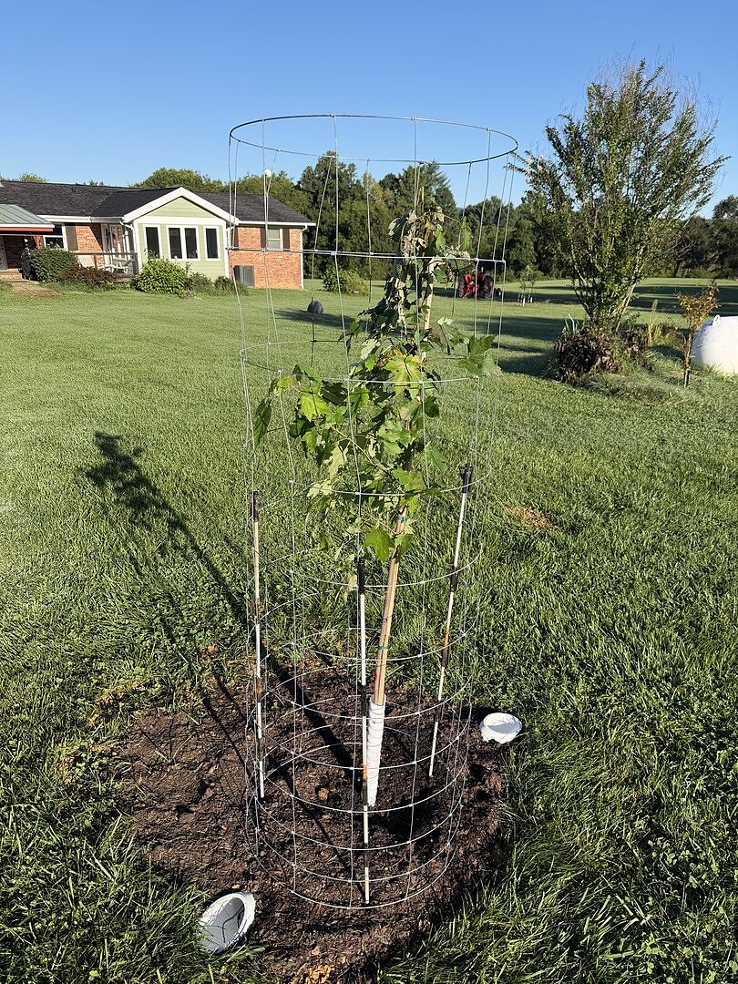 Customer review of Autumn Blaze® Red Maple Tree