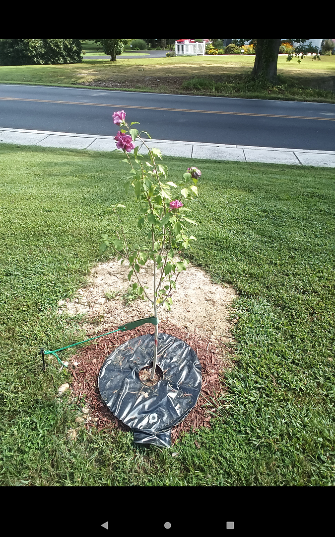Customer review of Lucy Rose of Sharon Althea Tree