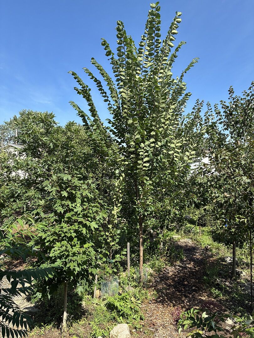Customer review of Princeton American Elm Tree
