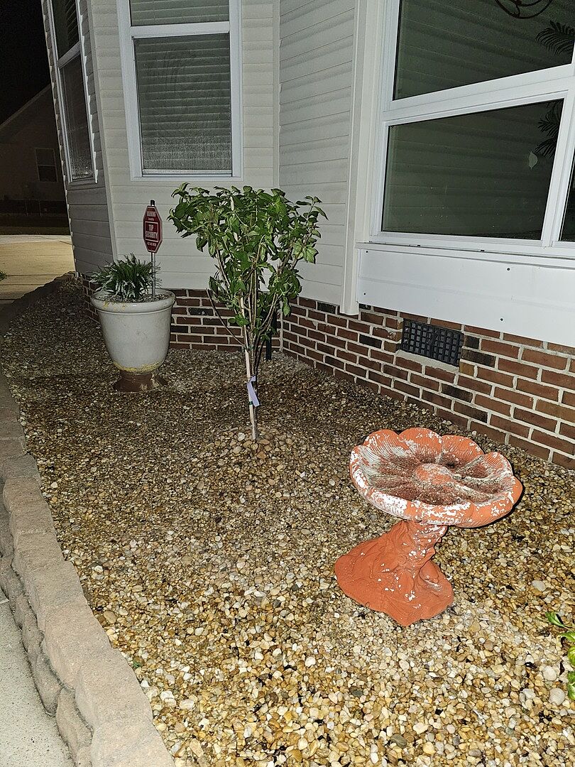 Customer review of Proven Winners® Limelight Hydrangea Tree