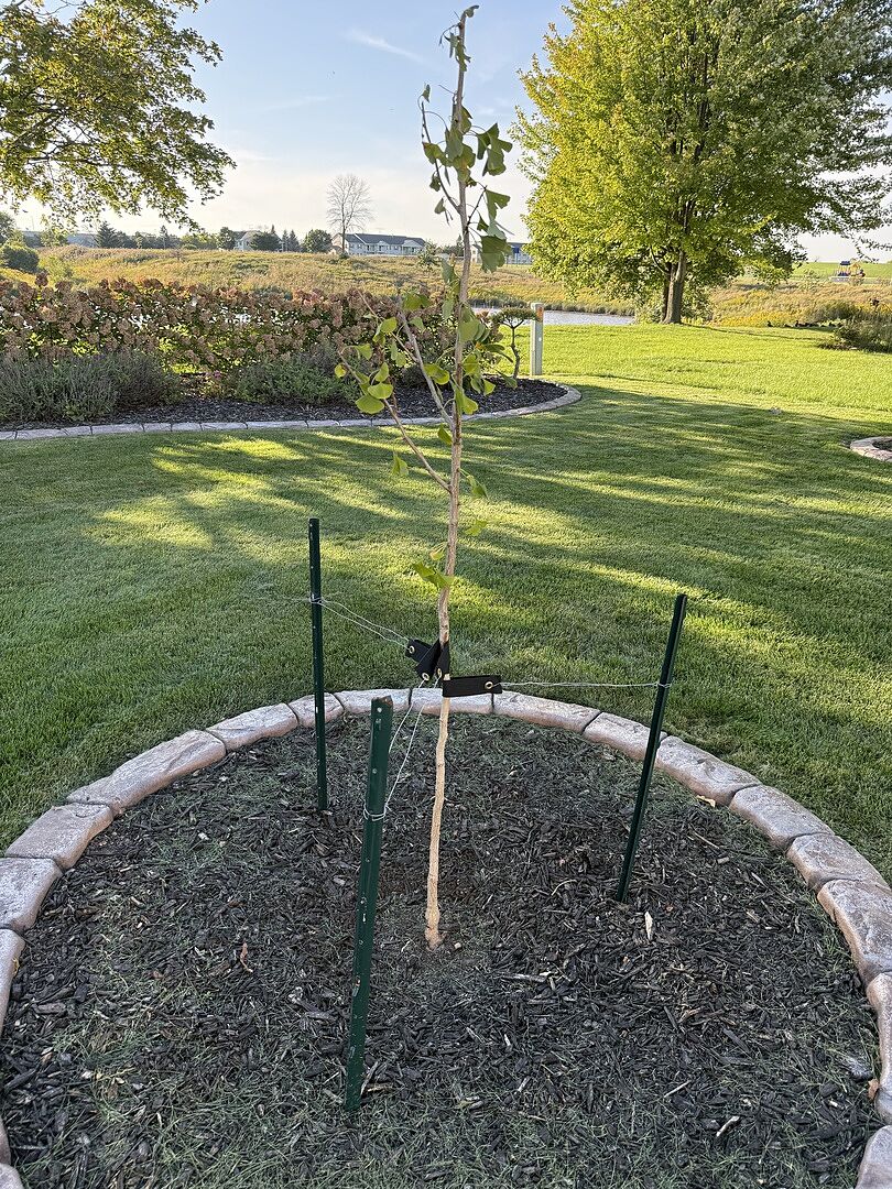 Customer review of Shangri la® Ginkgo Tree