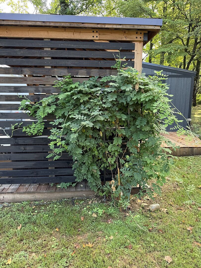 Customer review of Blue Moon Wisteria Vine