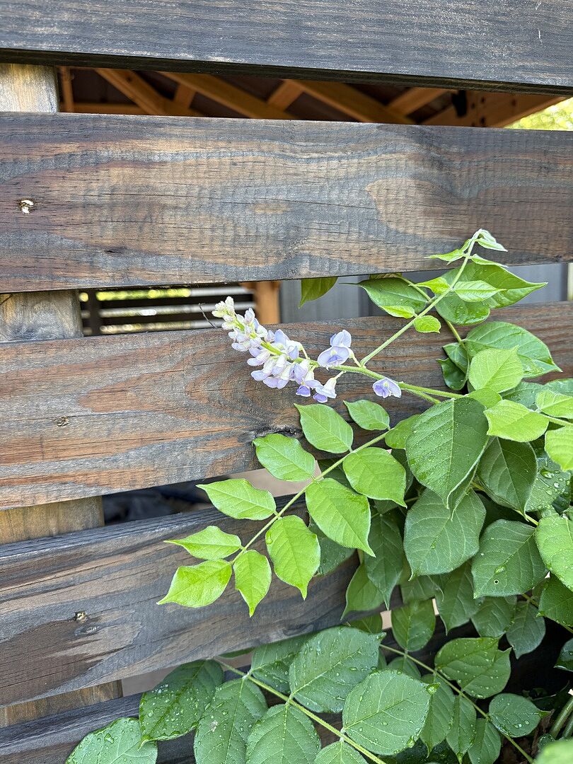Fast growing!