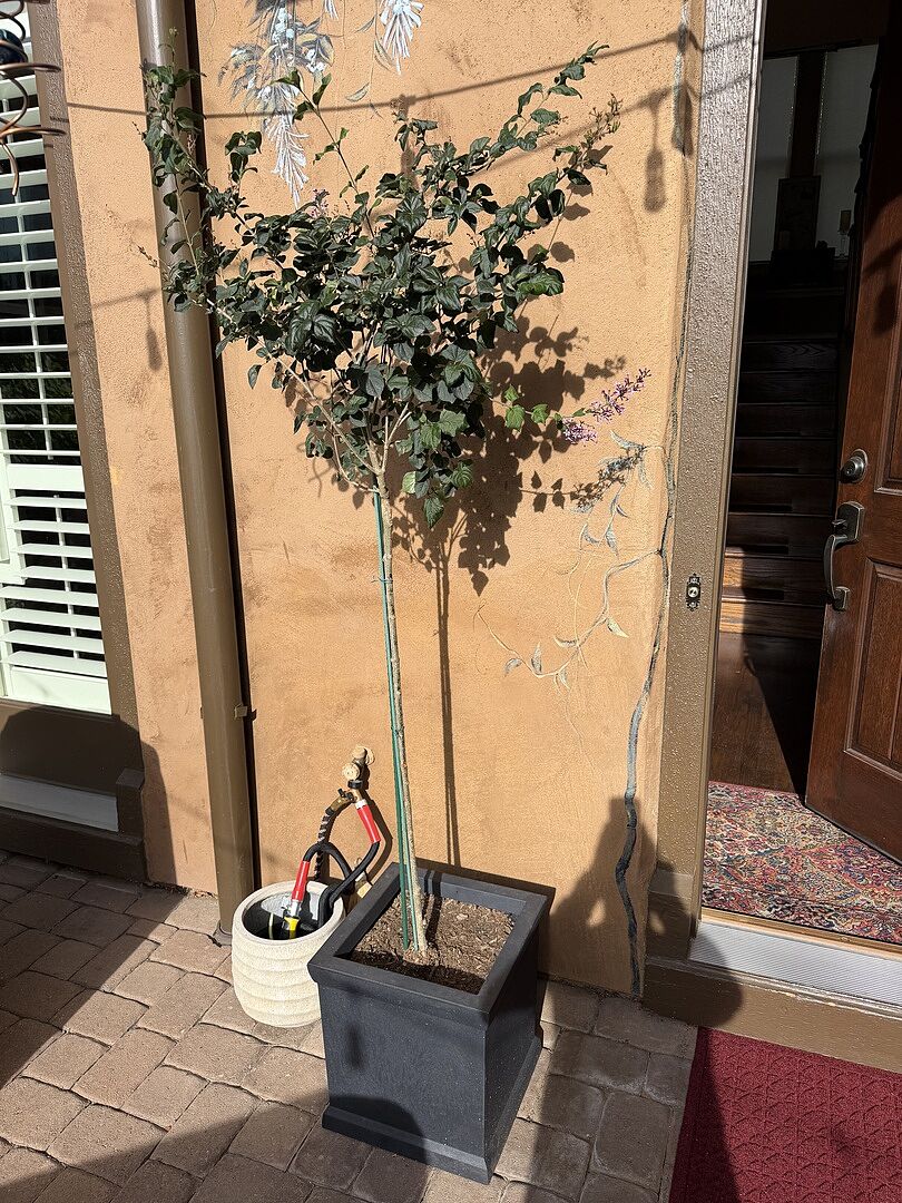 Love our Bloomerang