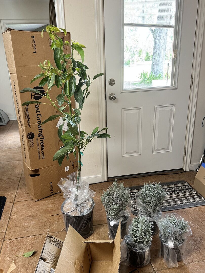 Customer review of Southern Living® Phenomenal™ Lavender Plant
