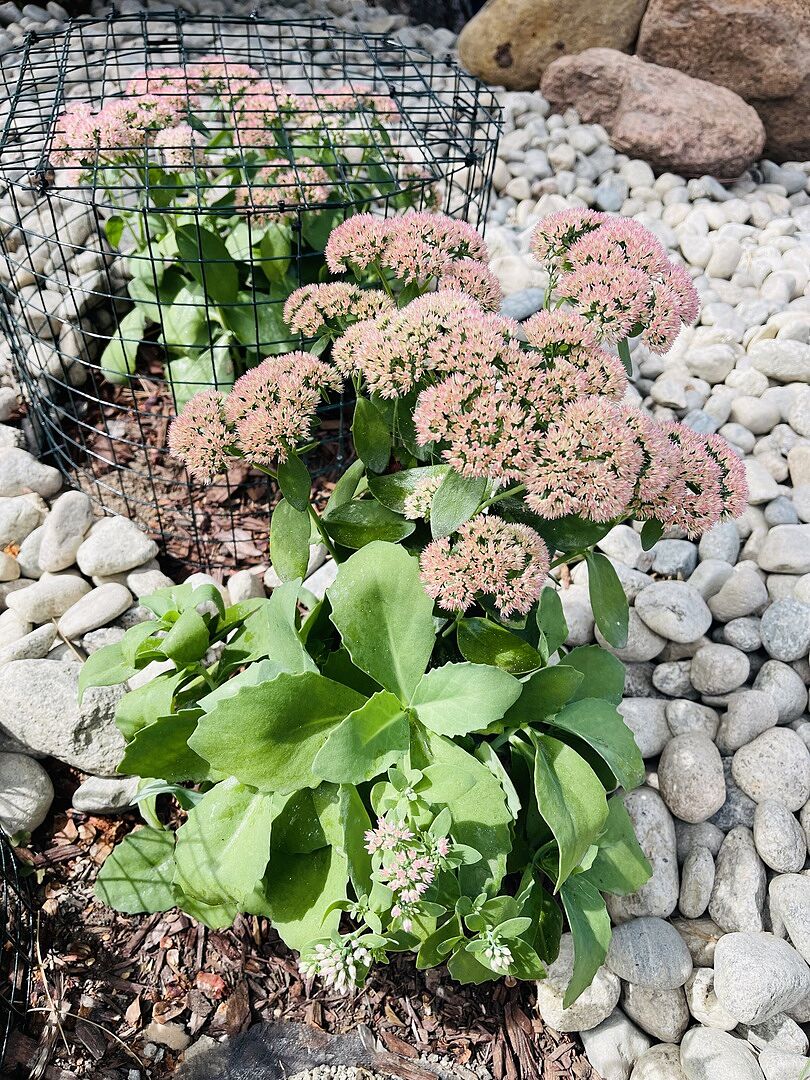 Customer review of Autumn Joy Sedum