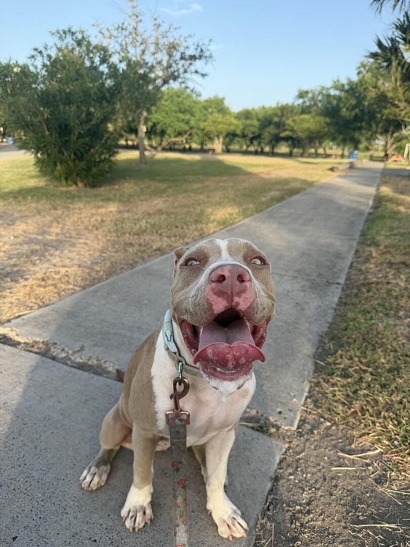 Robert A.'s brown dog sitting on a sunny path