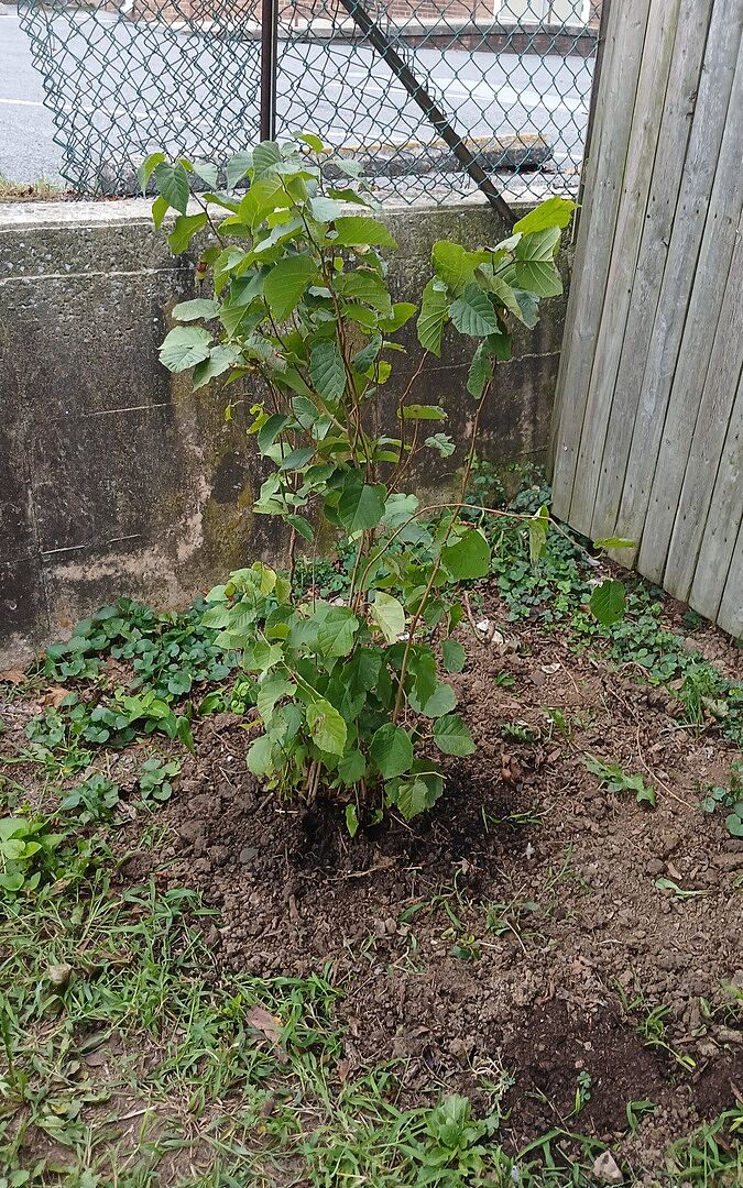 Customer review of American Hazelnut Filbert Tree