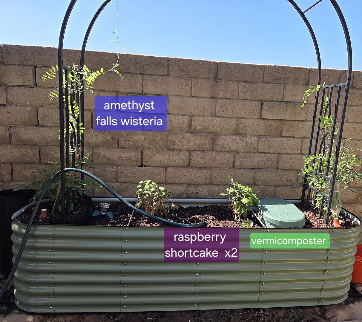 Customer review of Amethyst Falls Wisteria Vine