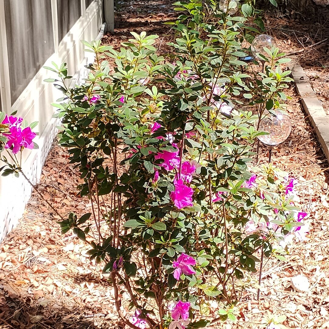 Customer review of Autumn Twist® Encore® Azalea