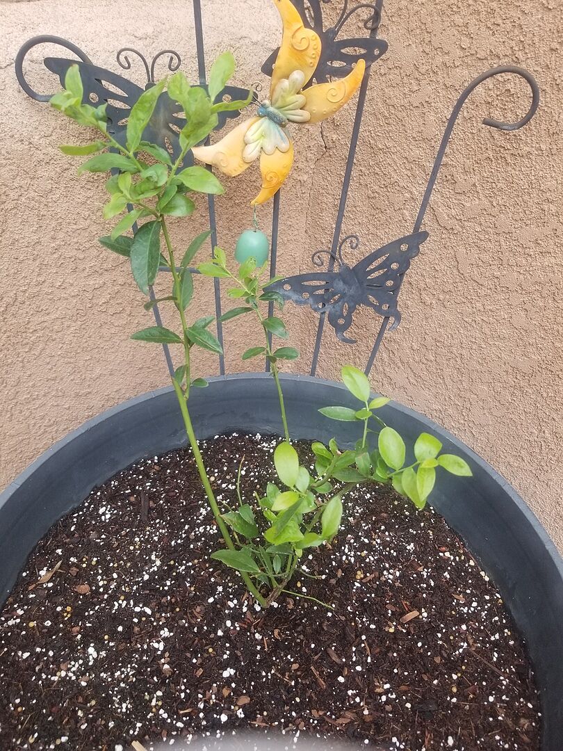 Customer review of Pink Lemonade Blueberry Bush