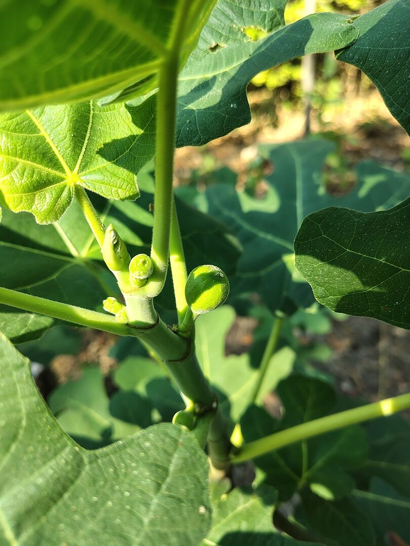 Customer review of Chicago Hardy Fig Tree