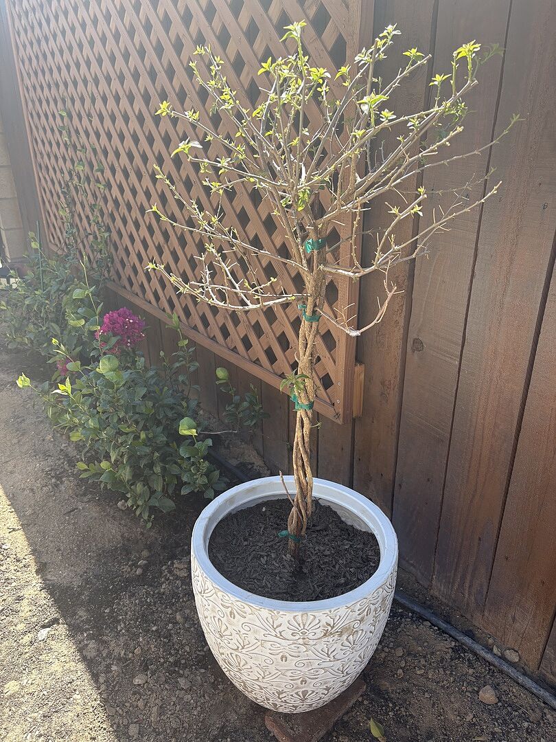 Customer review of New River Purple Bougainvillea Tree