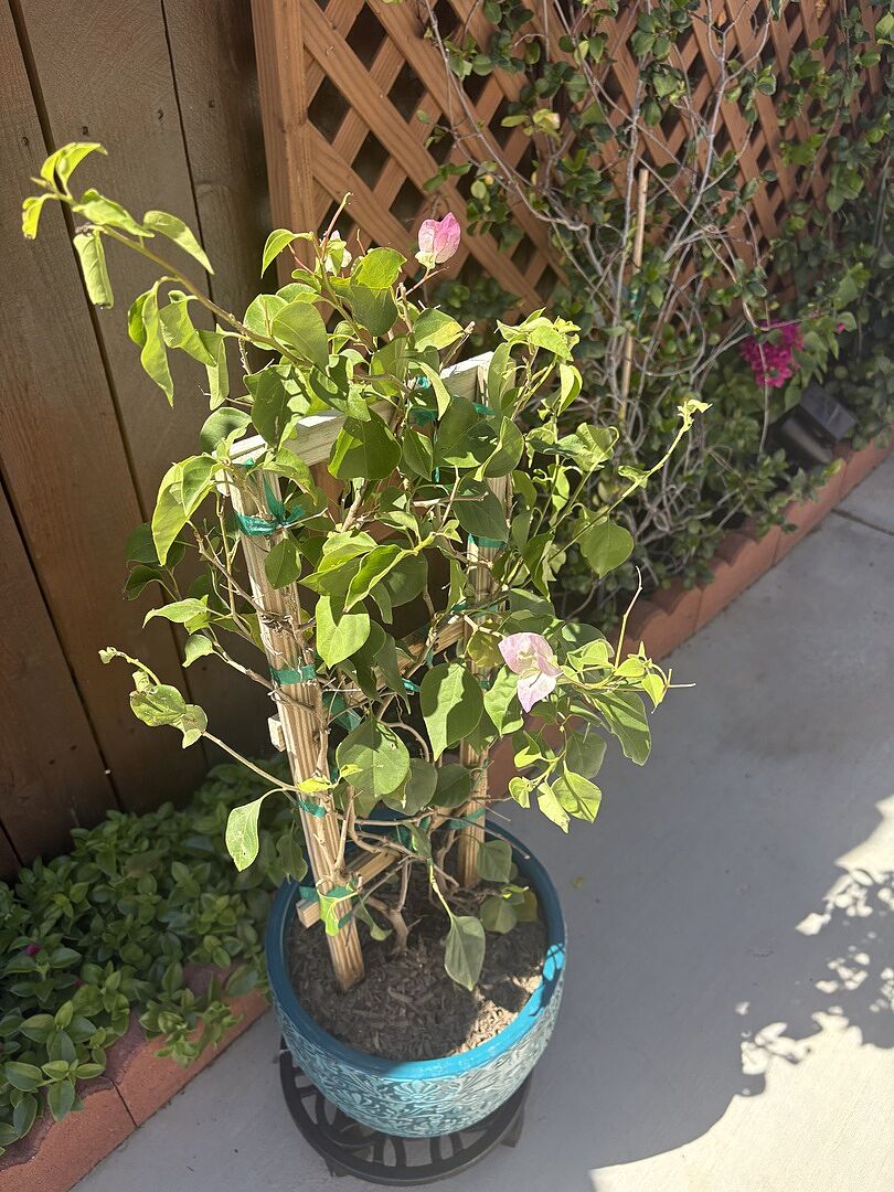 Customer review of Thai Delight Bougainvillea Vine