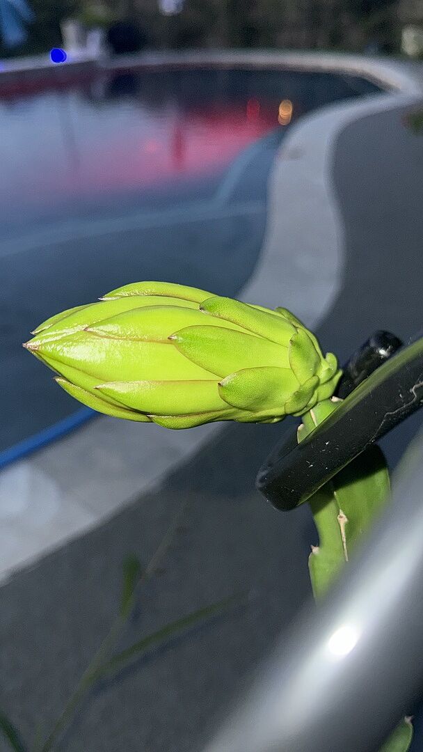 Customer review of Dragon Fruit Cactus Plant