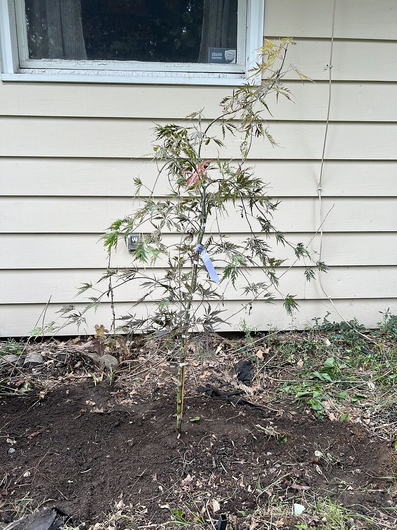 Customer review of Red Dragon Japanese Maple Tree