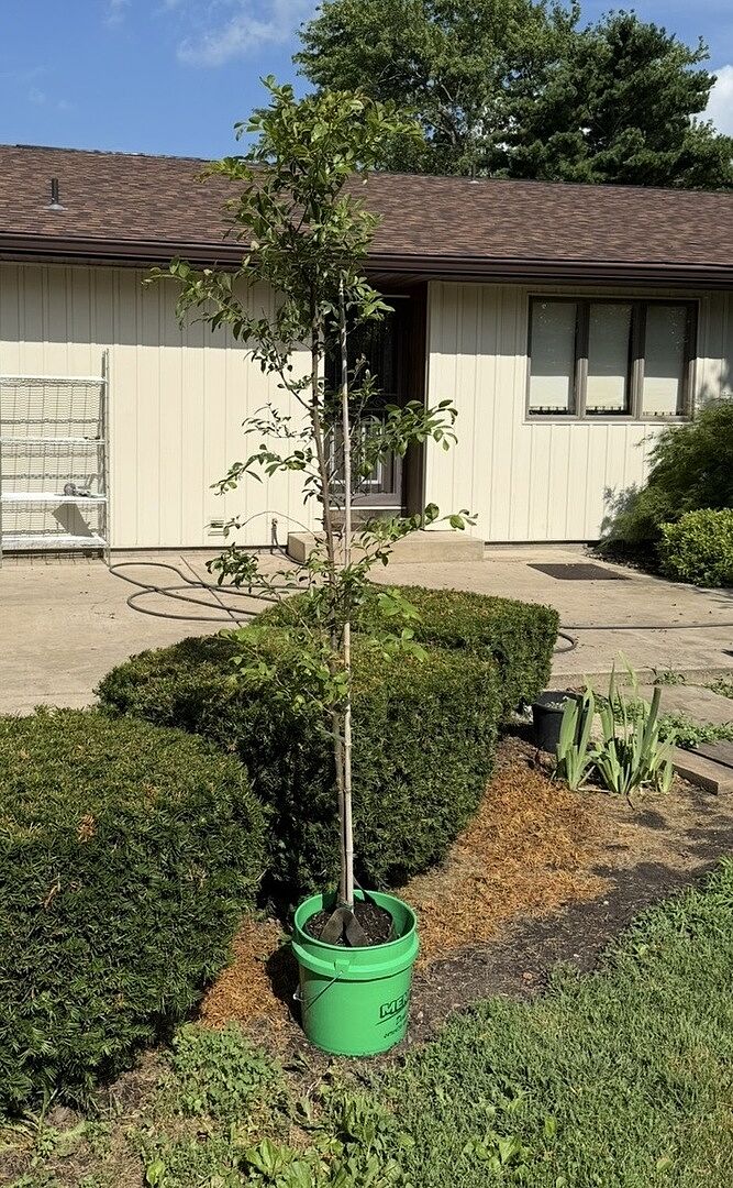 Customer review of Emerald Flair Elm Tree