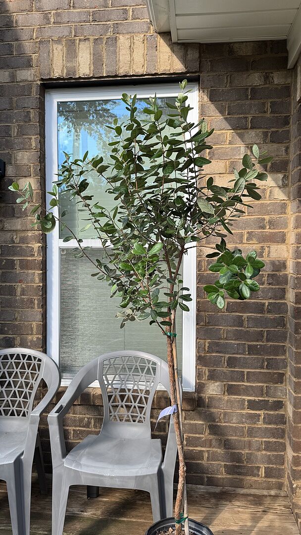 Customer review of Pineapple Guava Coolidge Tree